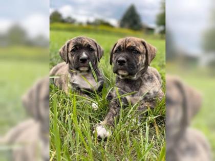 Amerikanische Bulldogge X Golden Retriever Mix welpen