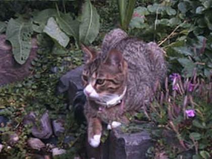 Katze in Köln Esch vermisst 50765