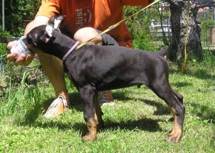 CAYA Dobermann hat noch 3 Rüden zu vergeben