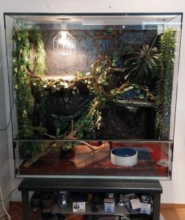 Kornnatter m/w striped / black albino Schlangen 15 Jahre 2 Terrarien