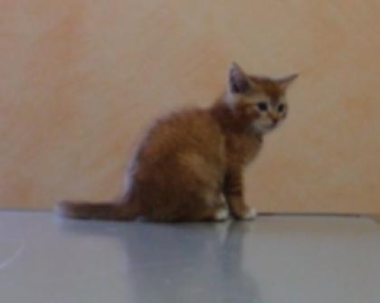 Eine oder Zwei 8 Wochen alte Katzen abzugeben