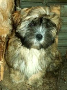 Lhasa Apso Welpen