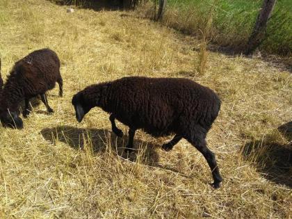 Hissar - Fettsteiß - Schafe Bock Nutztiere