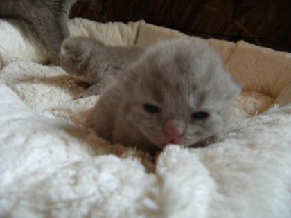 BKH Katerchen