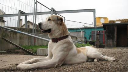Mittelasiatischer Schäferhund/Owtsharka zum denken bereit