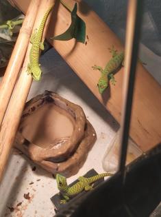 Dringend Madagaskar Taggeckos abzugeben