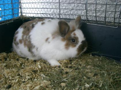 Wunder schönes Kaninchen abzugeben