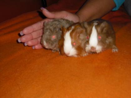 Kleine Meerschweine abzugeben