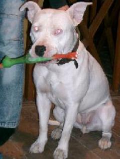 Bulldogge mit eis blauen augen