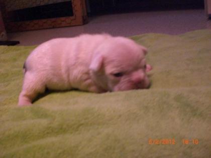 Belle-Colore französische Bulldoggen vom Züchter noch 1 Rüde