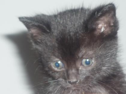 Kleines süßes Katzenbaby Mäuschen sucht liebes und neues zu Hause