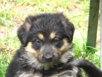 Bernersennen-Schäferhundmischling 12 Wochen alt