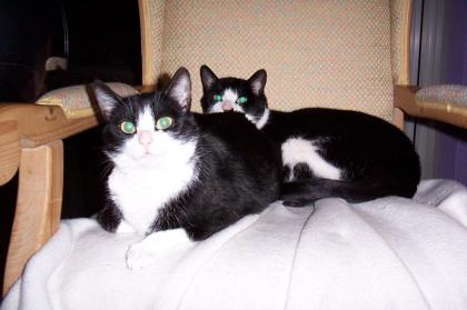 2 liebe, ruhige Katzen zu verschenken