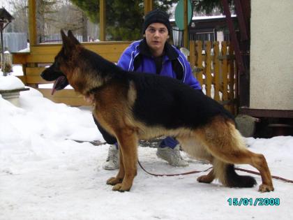 Schäferhundwelpen aus Spitzen-Verpaarung abzugeben