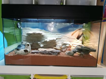 2 Leopardgeckos weiblich inklusive Terrarium