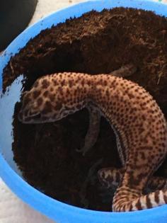 Afrikanischer Fettschwanzgecko
