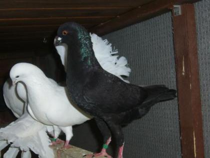 1. 1MODENESER-SCHIETTI TAUBE SCHWARZ