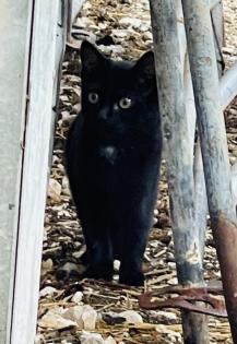 Katzenkinder suchen liebes Zuhause