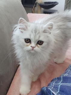 Perser Katzen suchen neues Zuhause