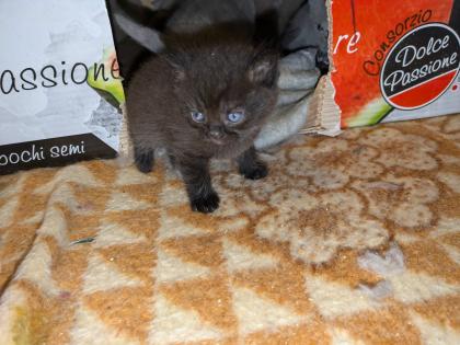 Wir bieten liebevolle, gut erzogene, reinrassige Britisch-Kurzhaar-Kitten zu erschwinglichen Prei