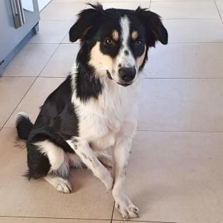 Minka - mit einem kleine Schönheitsfehler