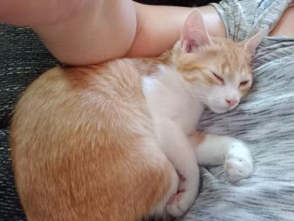 EKH Jungkatzen Ich suche ein liebevolles Zuhause für meine zwei super süßen, verschmusten Katzen