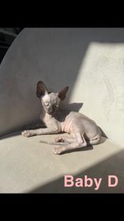 Kanadische Sphynx Kitten