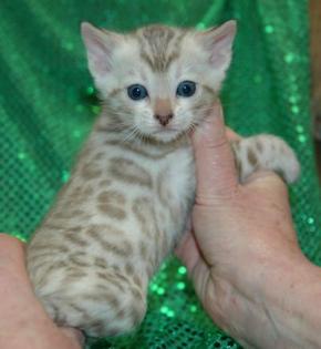 Bengalen und Bengalinen Bengal Kitten Katzen Kater Katze