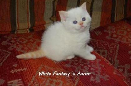 BKH Point Kitten mit strahlend blauen Augen suchen ein neues Zuhause