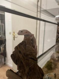 Leopardgecko Weibchen Paar Terrarium und Equipment