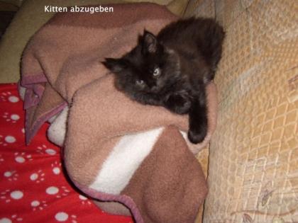 Reinrassiges schwarzes Maincoon Katerchen mit Papiere