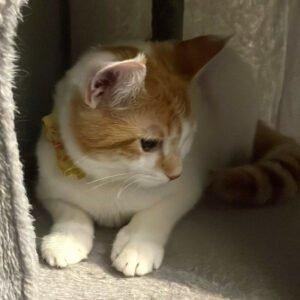 SWEETY - weiblich 1 Jahr europäische Kurzhaarkatze Gechipt Kastriert
