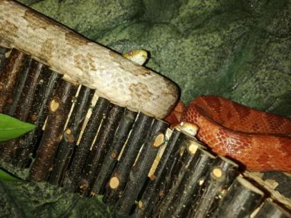 Bildschönes Kornnatternpaar mit Terrarium