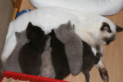 Kleine Zwerge in suchen liebevolle Hände