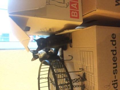 Babykätzchen sucht liebevolles Zuhause -