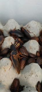 Argentinische Waldschaben Blaptica Dubia