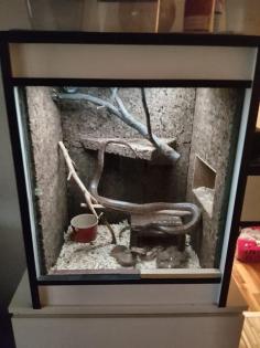 2 Kornnattern ca. 12 Jahre mit Terrarium