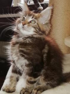 Maine Coon Kittenkater mit tollem Stammbaum jetzt Abgabe bereit
