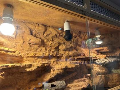 Wüstenterrarium mit Leopardgeckos 3 Stück