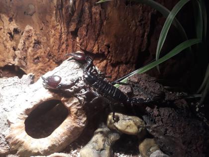 Heterometrus spinifer abzugeben