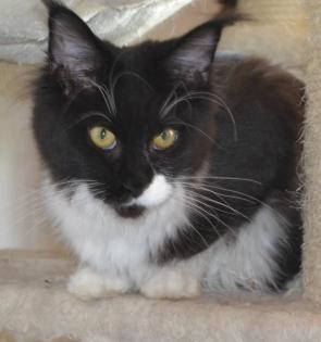 Maine Coon Youngster in black w white mit Stammbaum