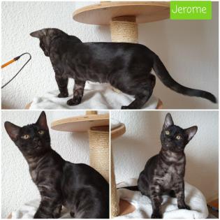 Seltener silver smoke Bengal Kater Abholbereit