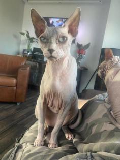 Don Sphynx und Canadian Sphynx aus privaten Gründen abzugeben