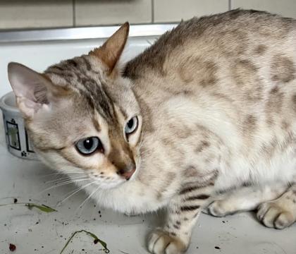 Bengal Katze reinrassig mit Stammbaum und Zuchtfreigabe