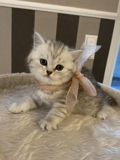 BKH Britisch Kurz Haar Kitten