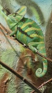 Jemenchamäleon Chamaeleo calyptratus