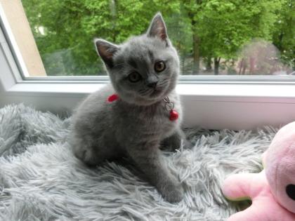 2 zuckersüße BKH Kitten blue, 1Katze, 1Kater, mit Starterpaket