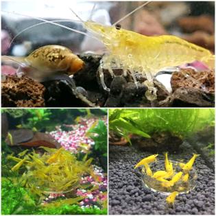 Neocaridina Zwerggarnelen Yellow Fire, Red Sakura, Blue Dream.