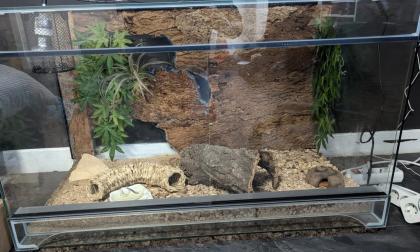 2 Kornnattern inkl. Terrarium
