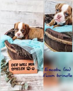 Old english bulldog Welpen OEB Bulldogge